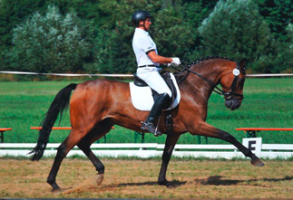 Pferdeausbildung_1_2013